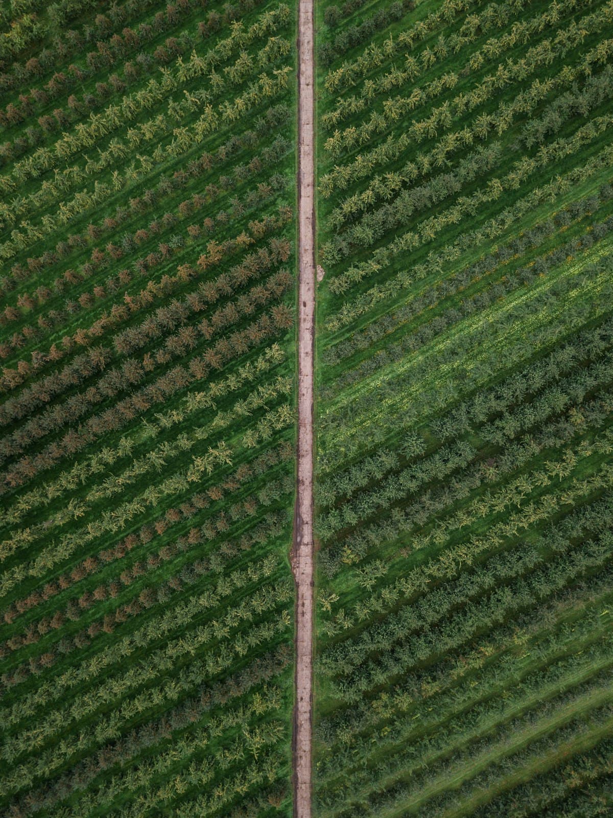 Agriculture