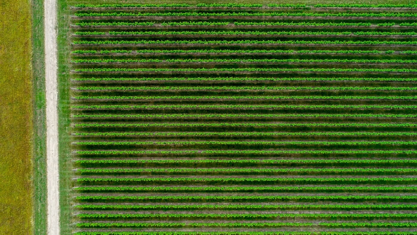 Row crop farmland