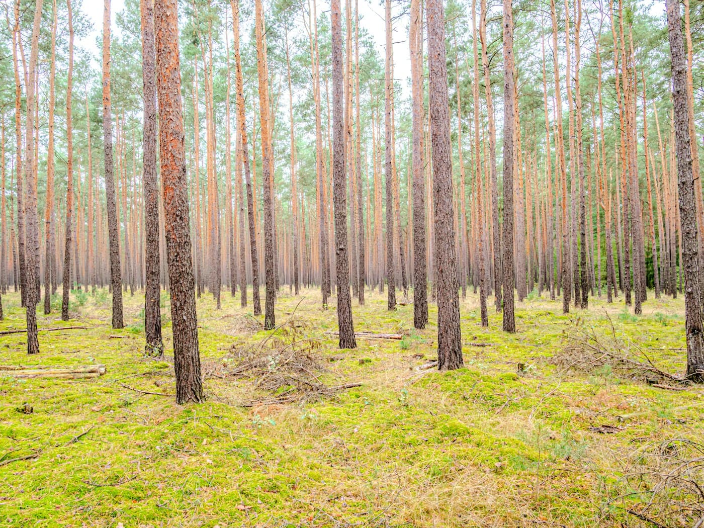 Commercial forestry